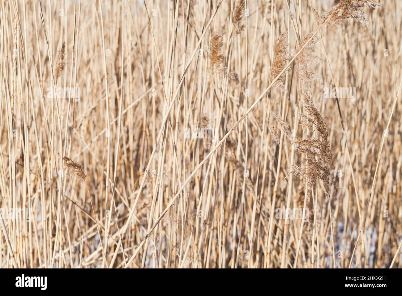 Old dead plant stems photo hi-res stock photography and images - Alamy