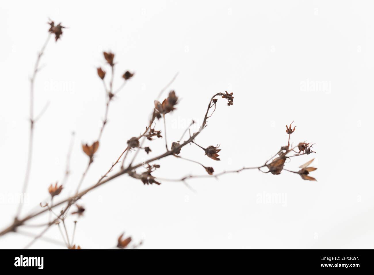 Dry flowers over white snow, natural winter background. Close up photo with soft selective focus Stock Photo