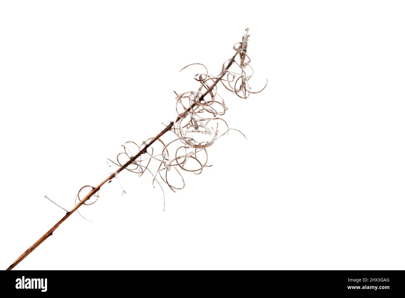 Dry blooming Sally flower with isolated on white background, natural close-up photo Stock Photo