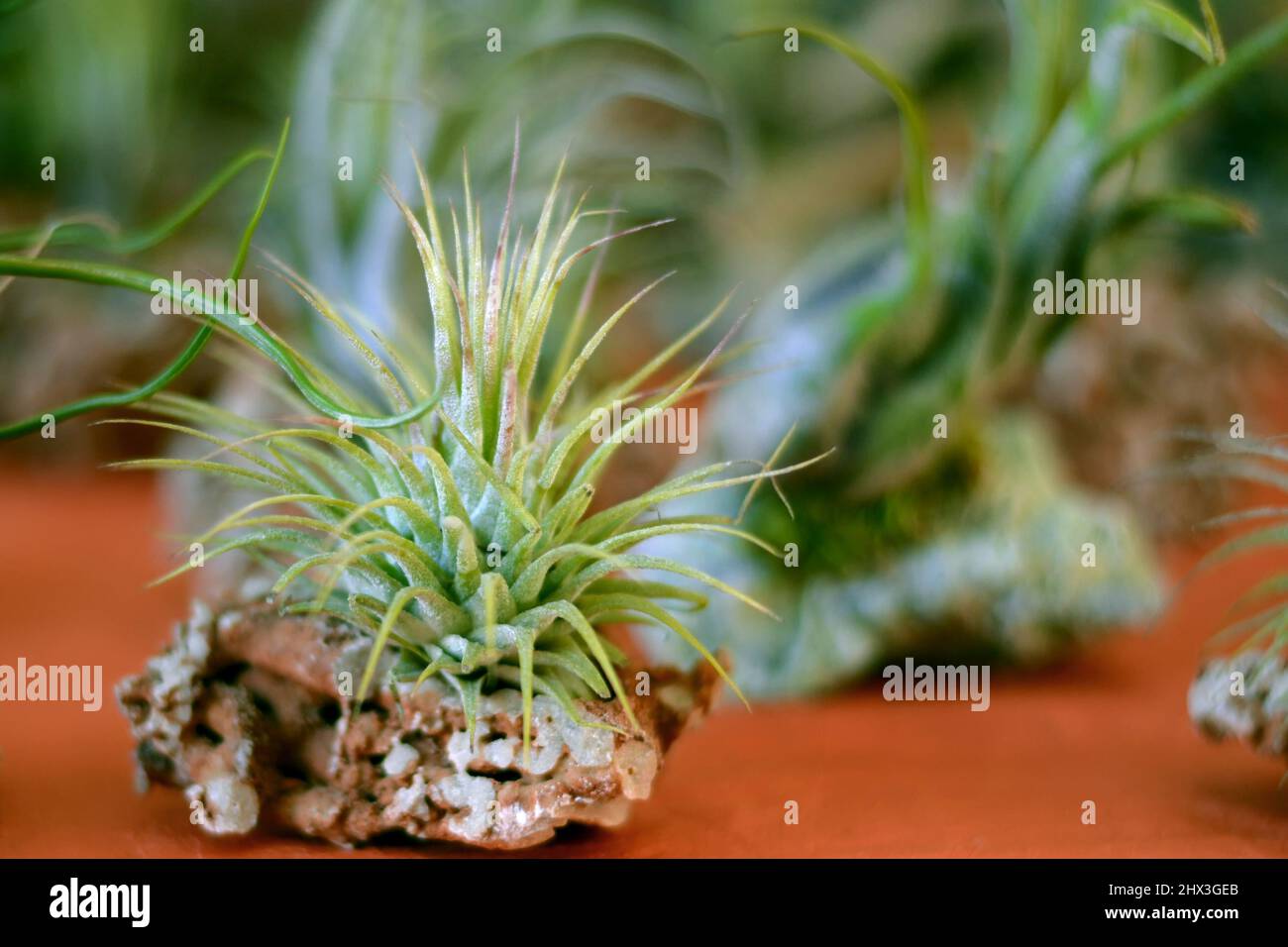 Close up of Tillandsia ionantha on rock surface.bromeliads. Stock Photo