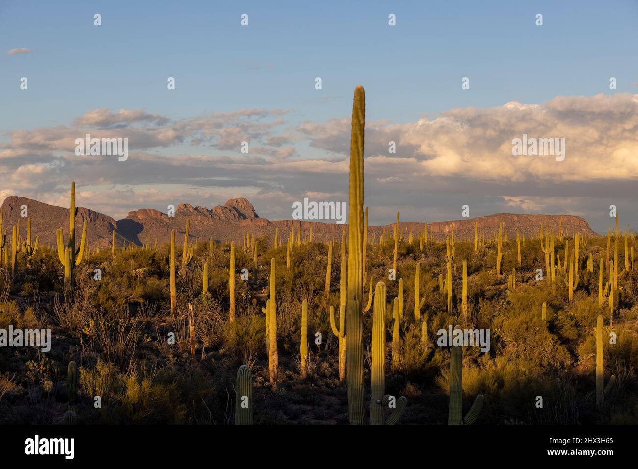 Saguaro National Park is in southern Arizona. Its 2 sections are on either side of the city of Tucson. The park is named for the large saguaro cactus, Stock Photo