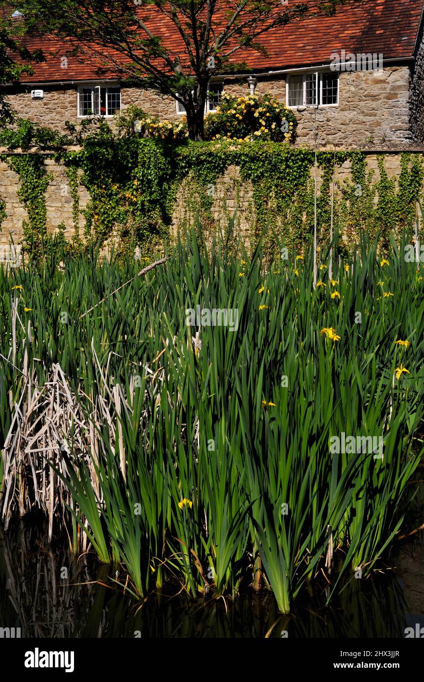 Bulrushes and water irises flourish in the village pond at Appleton ...