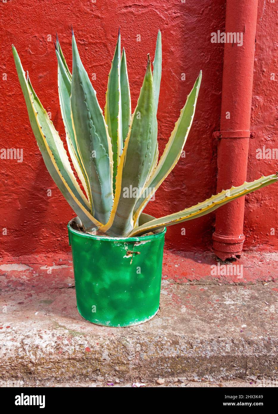 Aloe vera plant in green plant pot Stock Photo
