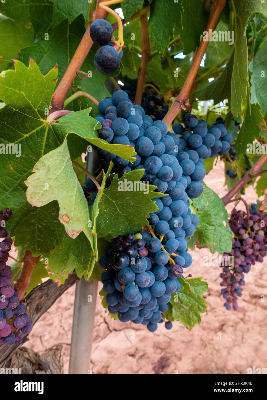Grapevines in La Rioja Spain this variety produces deep blue-black grapes which make a complex but full-bodied red wine Stock Photo
