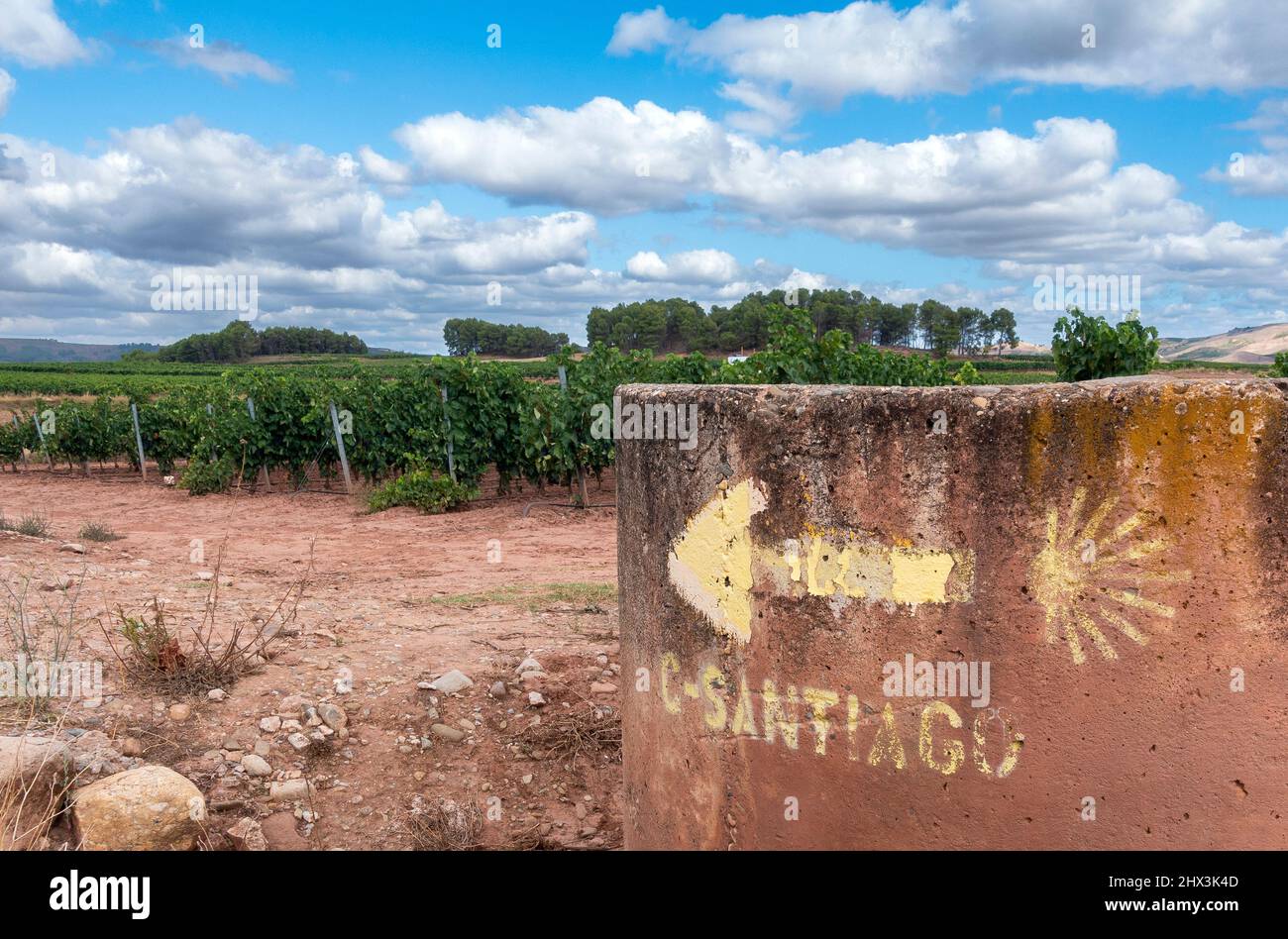 Yellow arrow amongst the vineyards on the Camino de Santiago in northern Spain Stock Photo