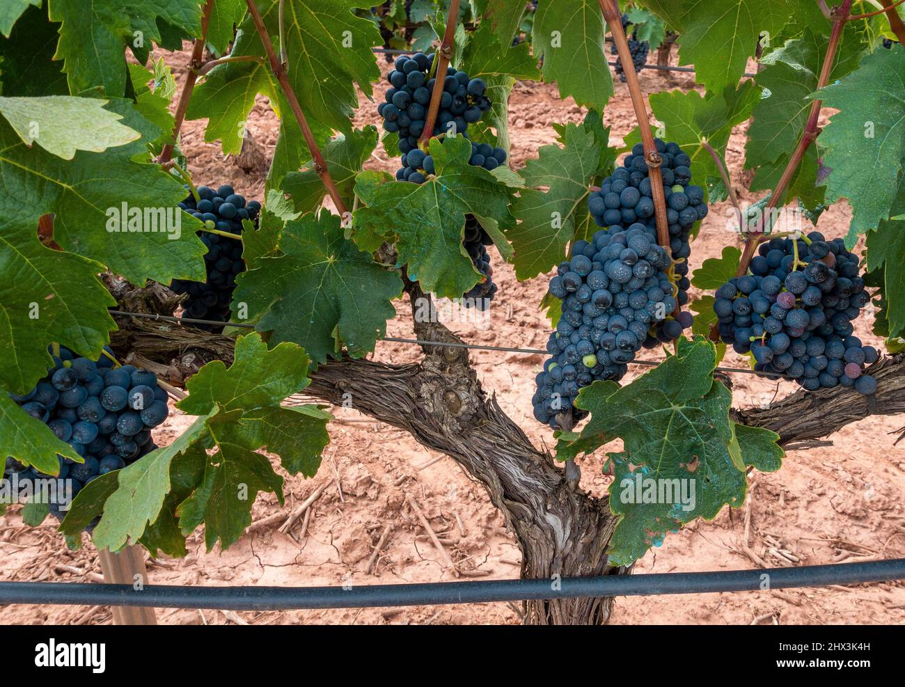 Grapevines in La Rioja Spain this variety produces deep blueblack