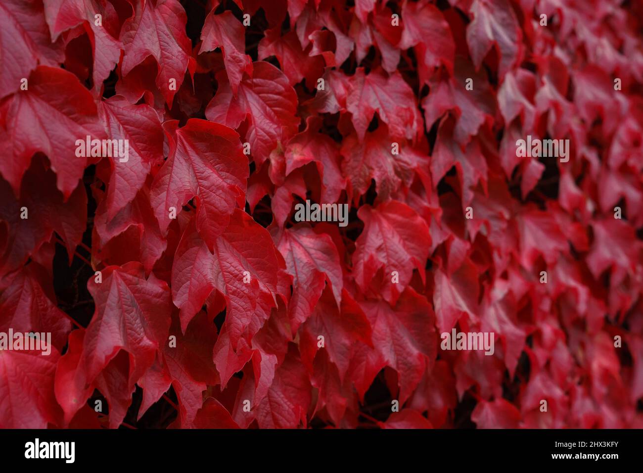 Autumnal ivy leaves in green and red Stock Photo