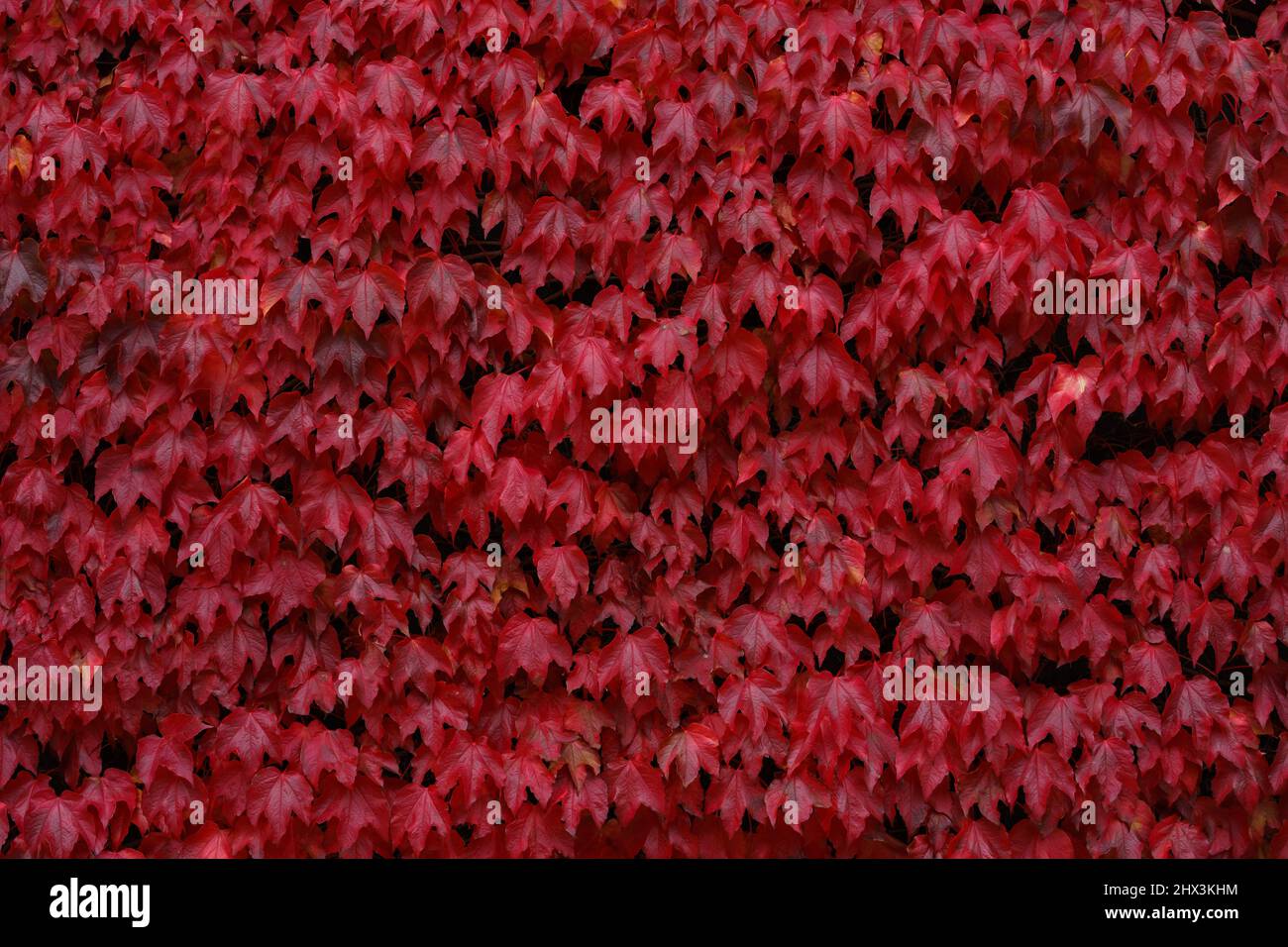 Autumnal ivy leaves in green and red Stock Photo