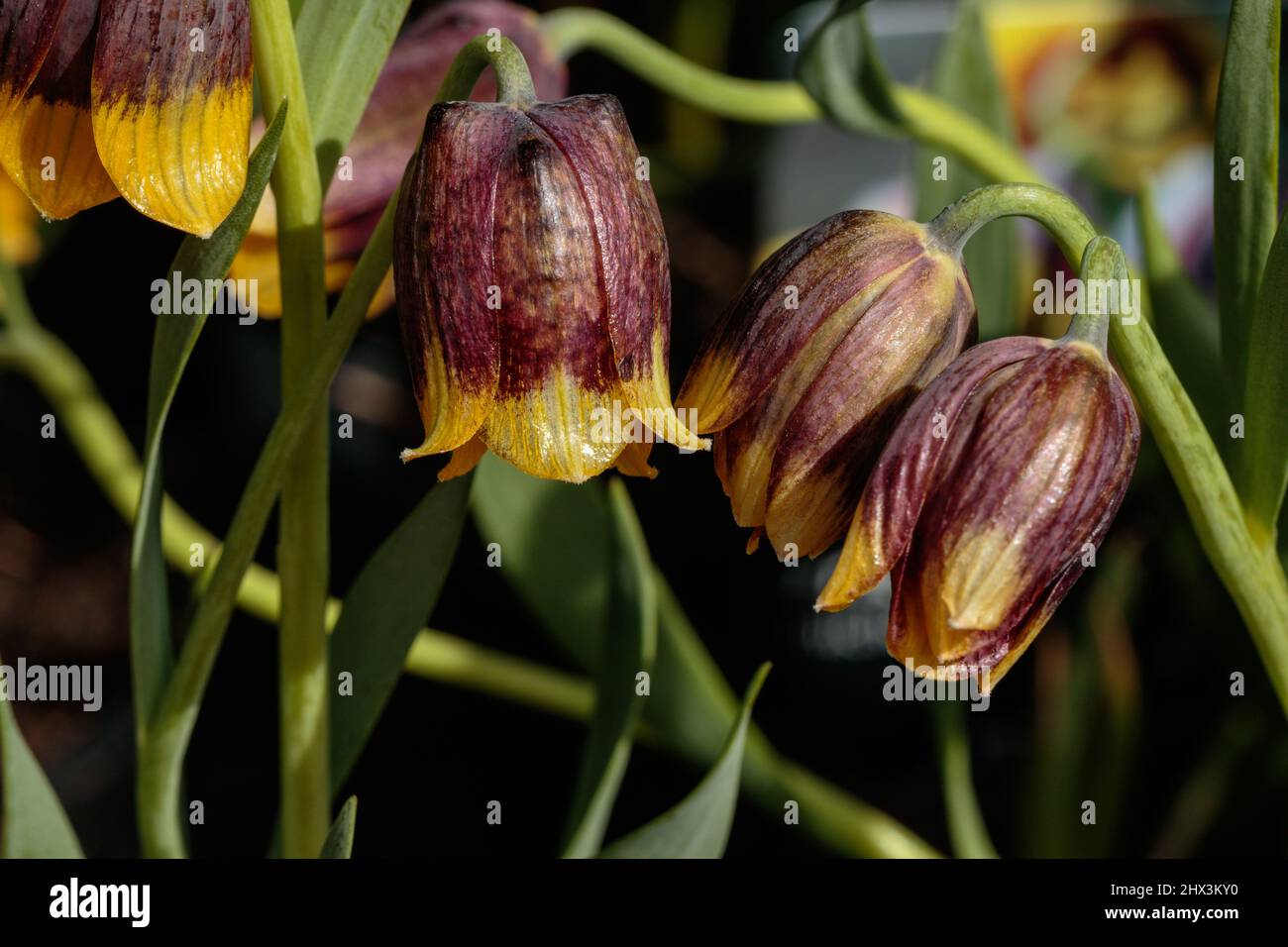 Fritillaria michailovskyi, a bell-shaped flower, has tepals that are a deep purplish brown and are tipped with yellow. Stock Photo
