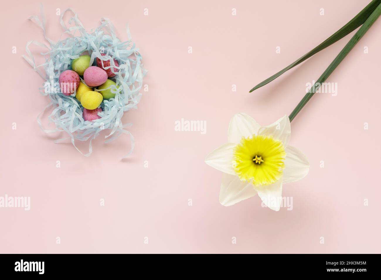 Single Daffodil with mini chocolate eggs on pink background Stock Photo