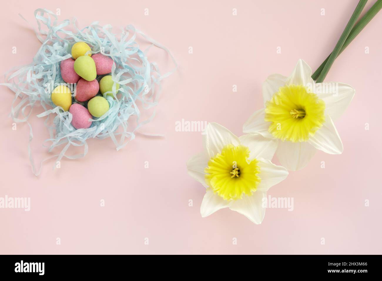 Two Daffodils and coloured mini chocolate eggs from above Stock Photo