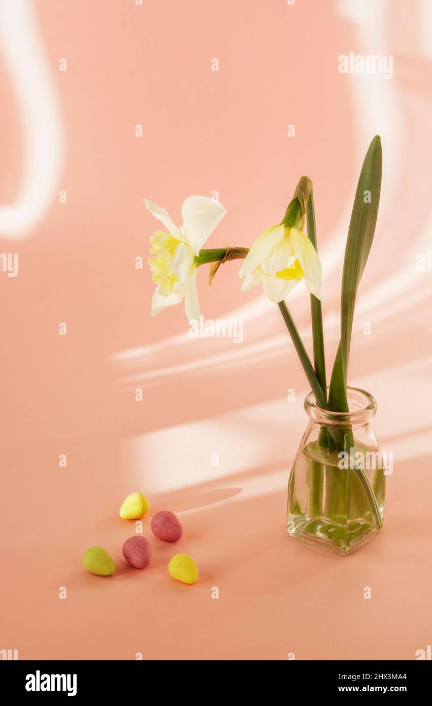 Daffodils and mini Easter eggs with shadows from curtains on pink background Stock Photo