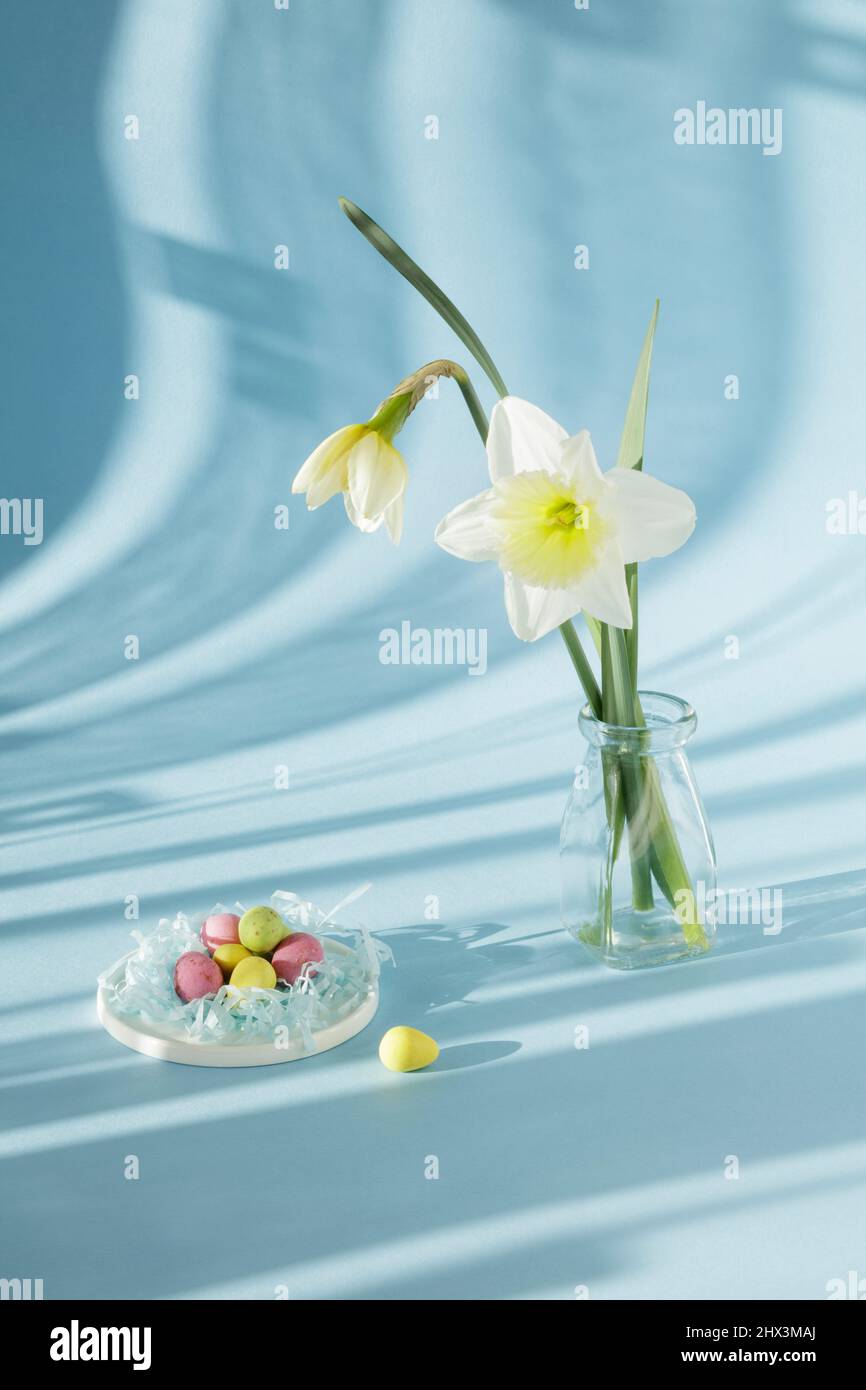 Daffodils and mini Easter eggs with shadows from curtains on blue background Stock Photo