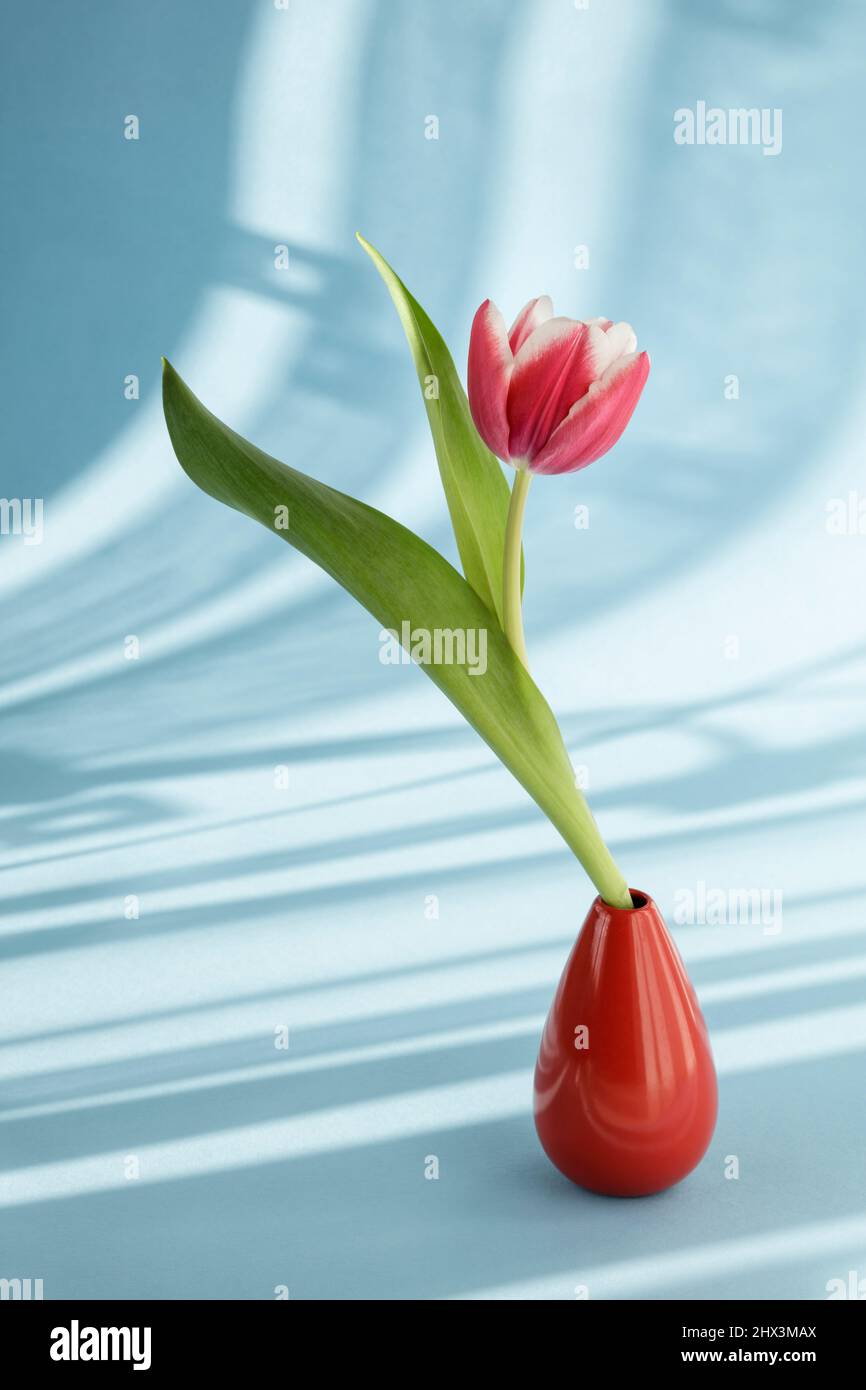 Single red tulip with shadows from curtains on blue background Stock Photo