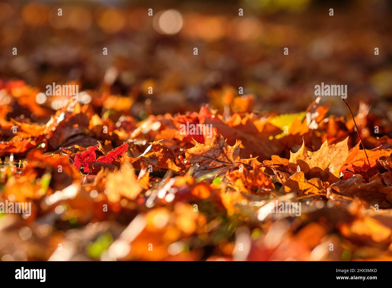 Close-up of beautiful colored autumn leaves lying on the ground in the sunlight. Seen in Germany in October. Stock Photo