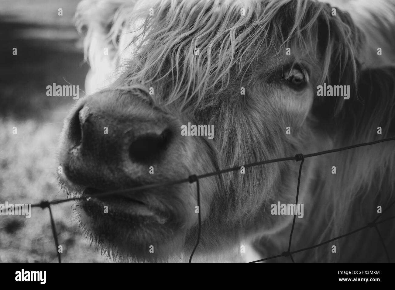 Scottish Highland Cow Stock Photo