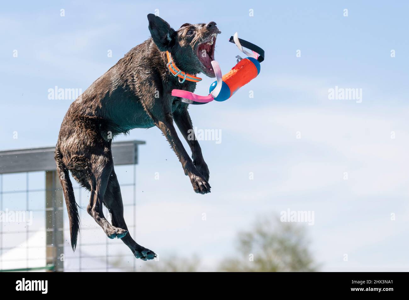 Brown chocolate Labrador retriever jumping off a dock and catching a toy Stock Photo Alamy