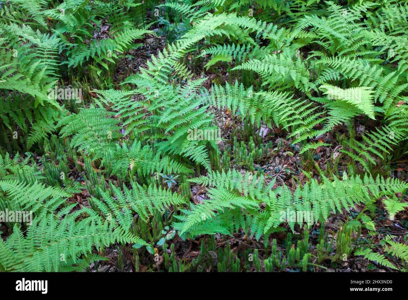Hayscented Fern and Stiff Clubmoss growing in a moist forest in Pennsylvania's Pocono Mountains Stock Photo