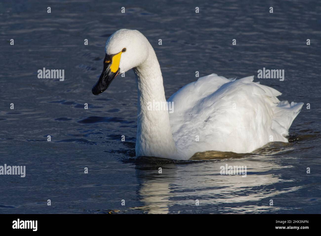 Bewick's swan (Cygnus columbianus bewickii) adult swimming on a marshland pool at dusk, Gloucestershire, UK, November. Stock Photo