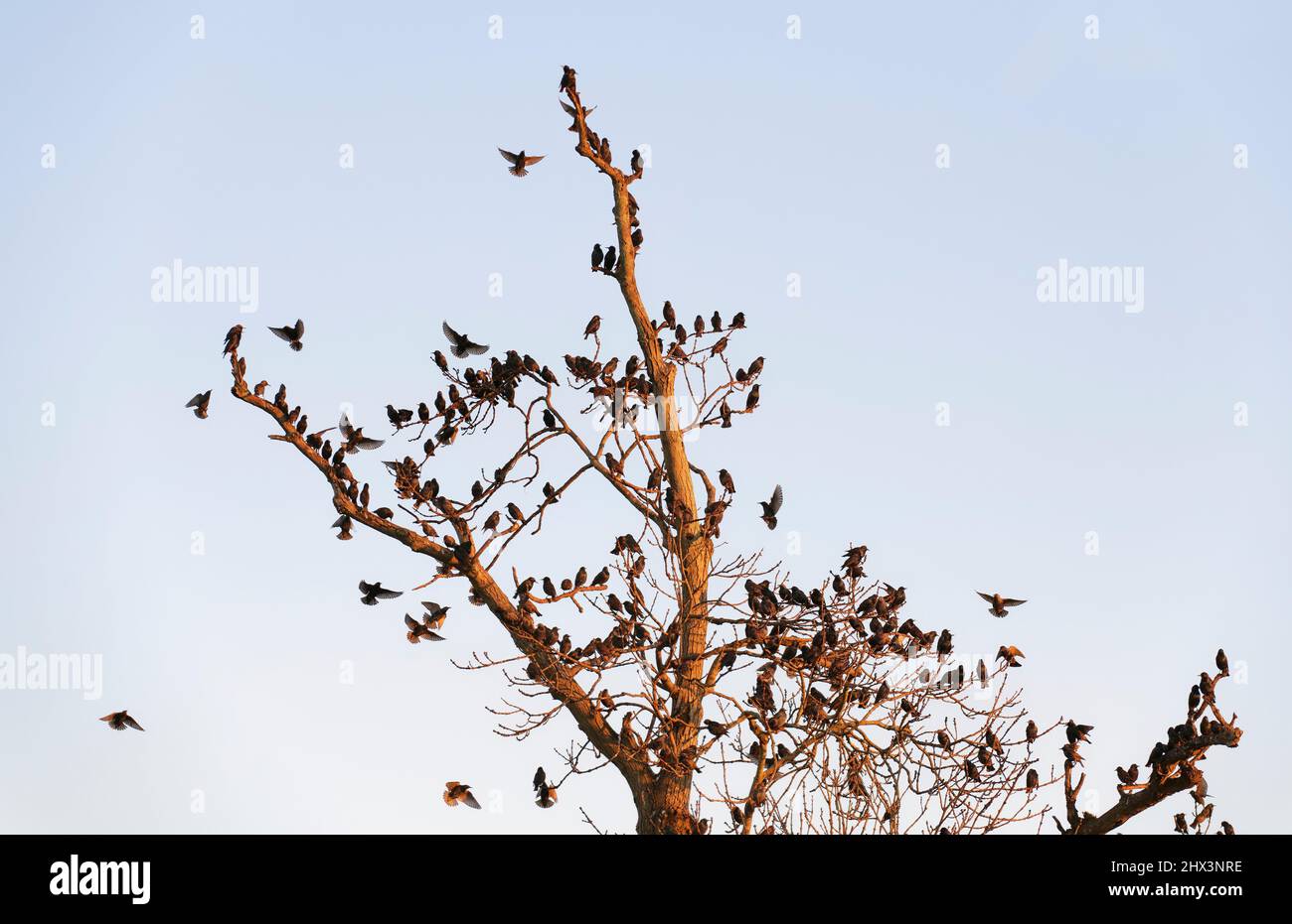 Starling (Sturnus vulgaris) flock landing at a pre-roost  on a dead tree at dusk, Westhay, Somerset, UK, January. Stock Photo