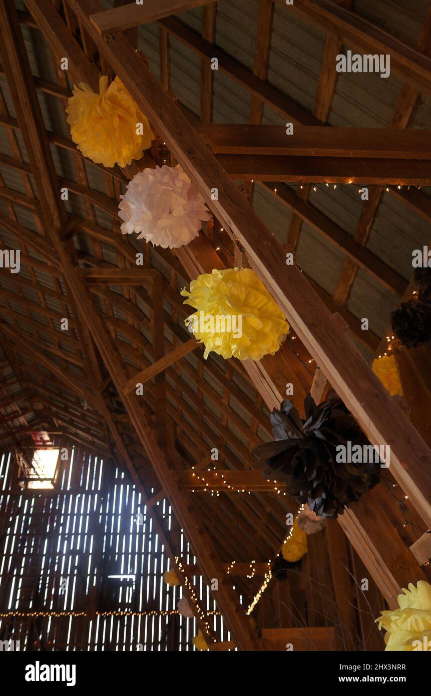 Yellow Black and White Tissue Pompom Decorations Dress up the Inside of a Rustic Barn for a Dance Stock Photo