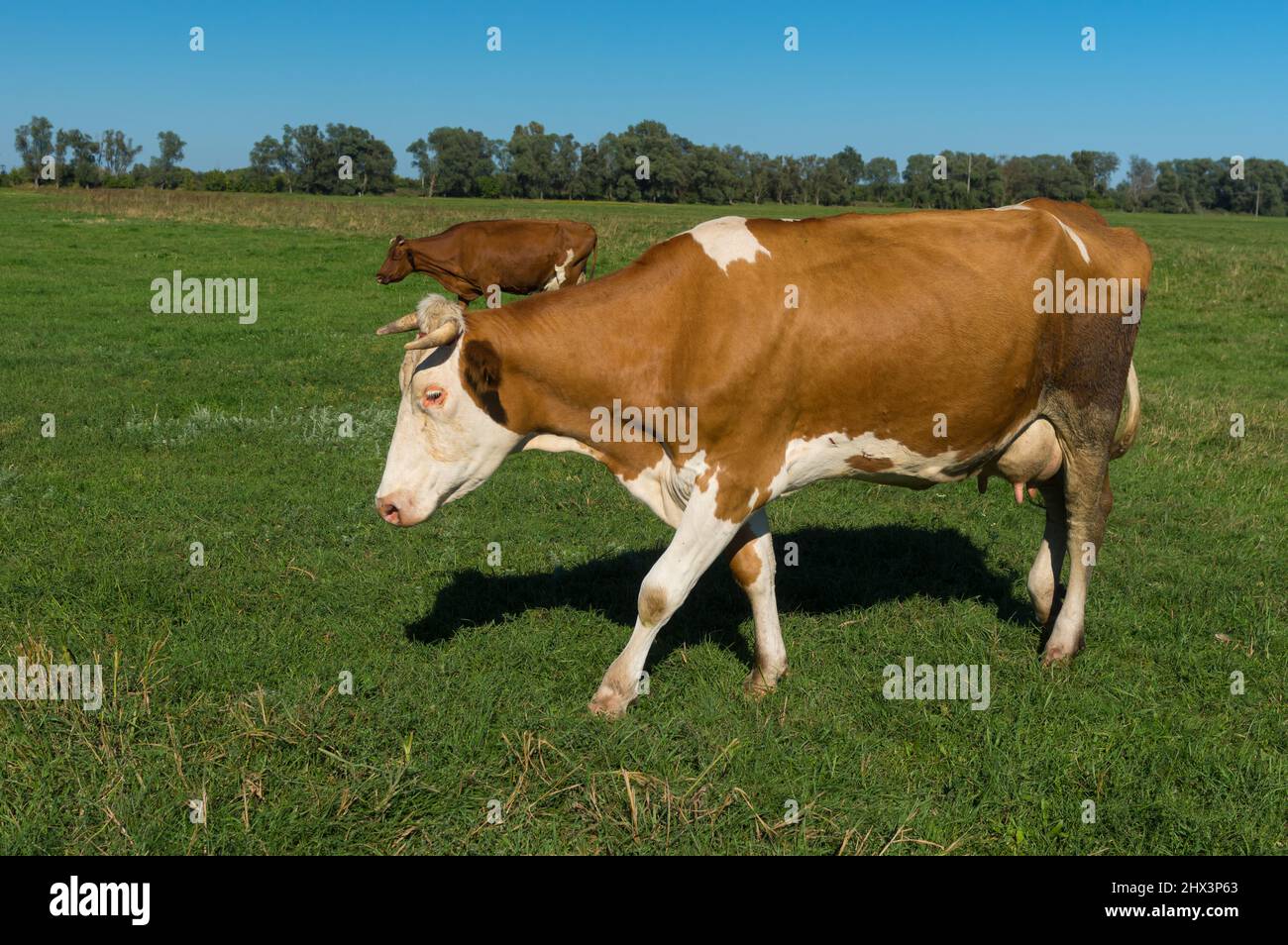 Cows walking on pasture in central Ukraine Stock Photo