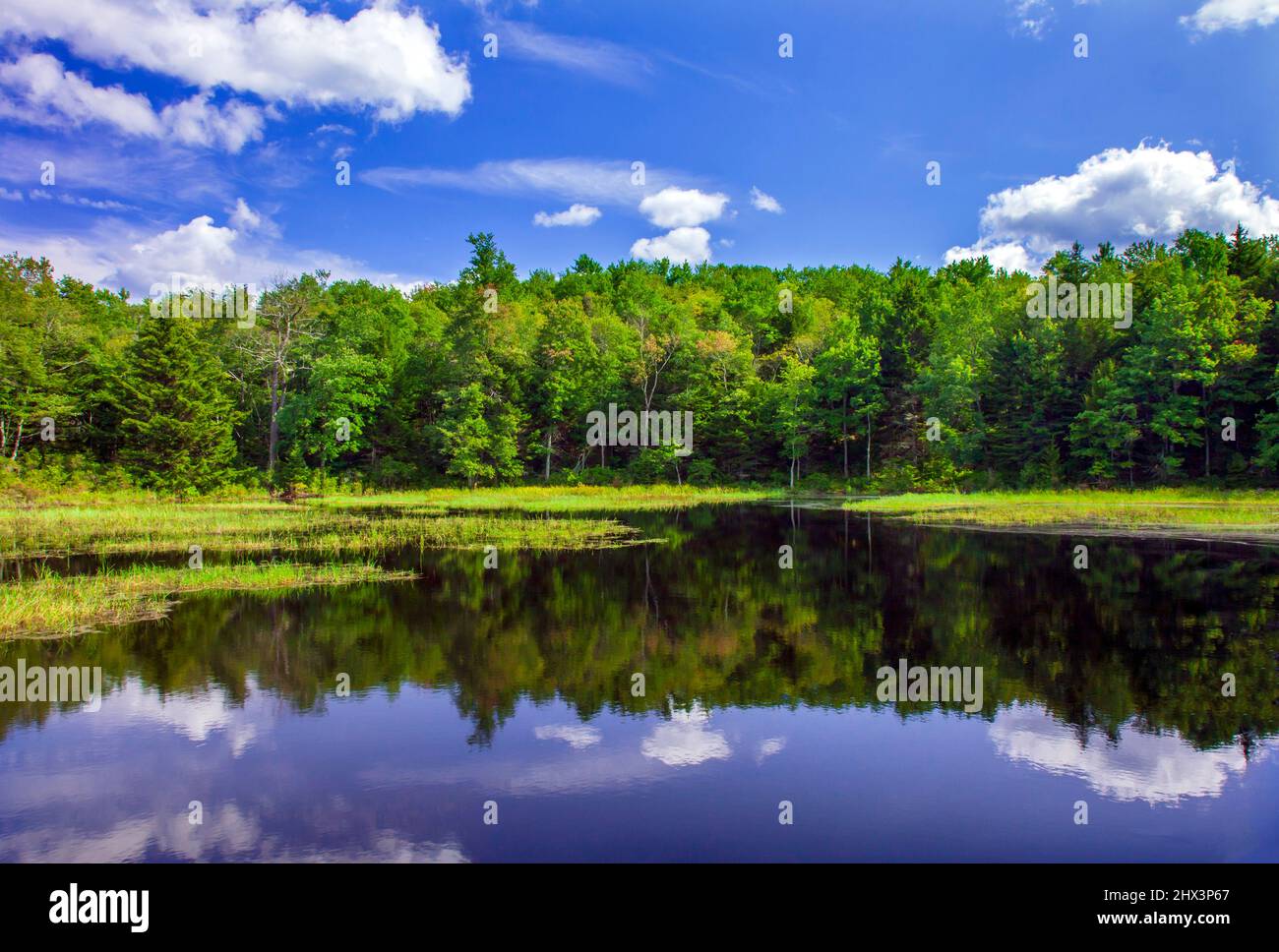 Beaver pond in summer along a small stream in Pennsylvania's Pocono Mountains. Stock Photo