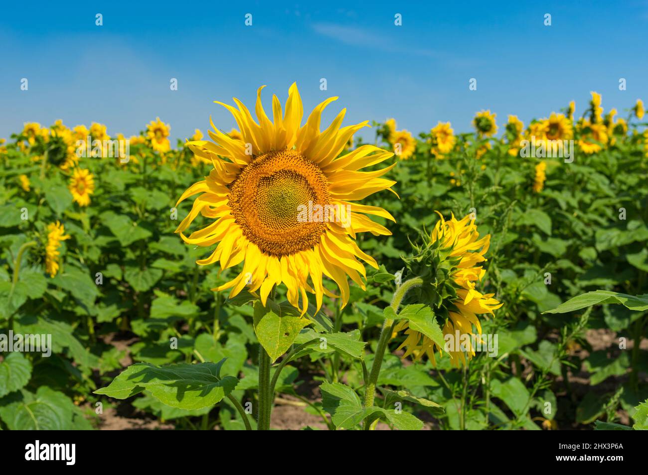 Beautiful sunflower field at flowering time against blue cloudless  sky in Ukraine Stock Photo