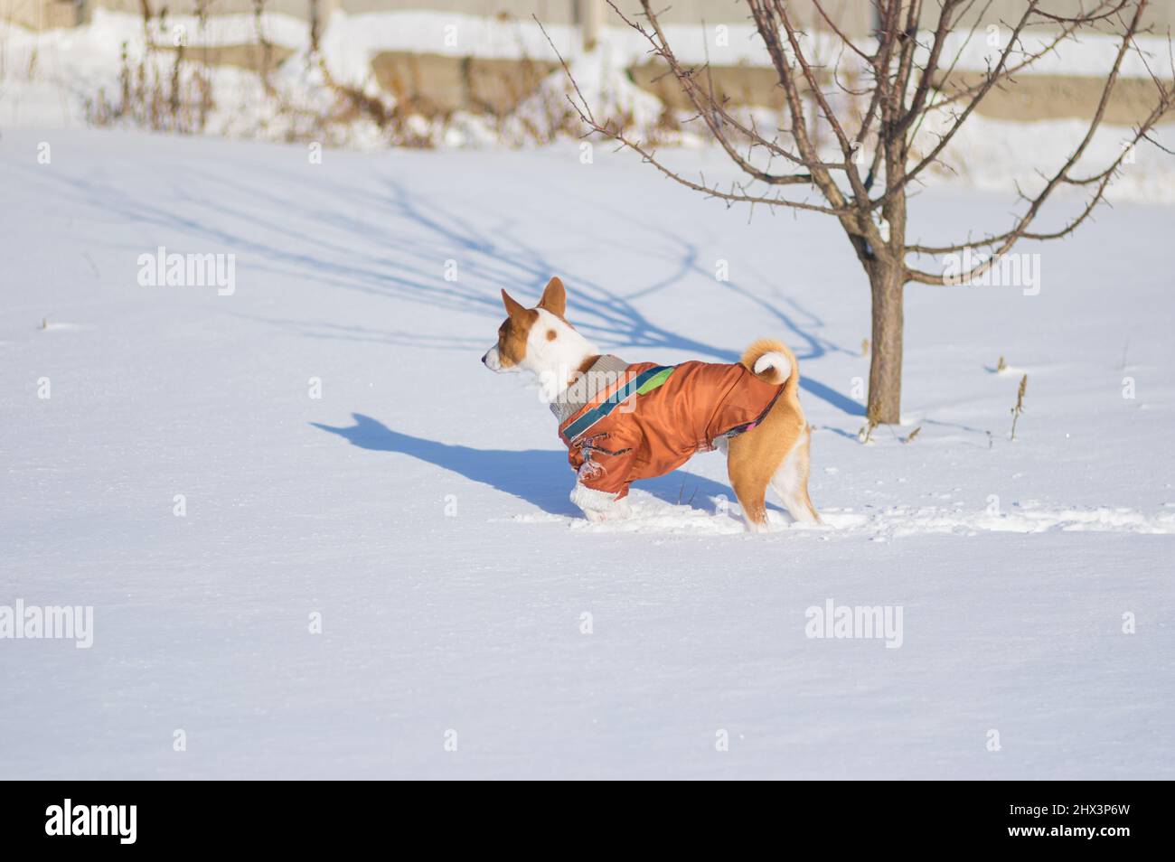Heat-loving dog basenji standing lonely in snow covered garden Stock Photo