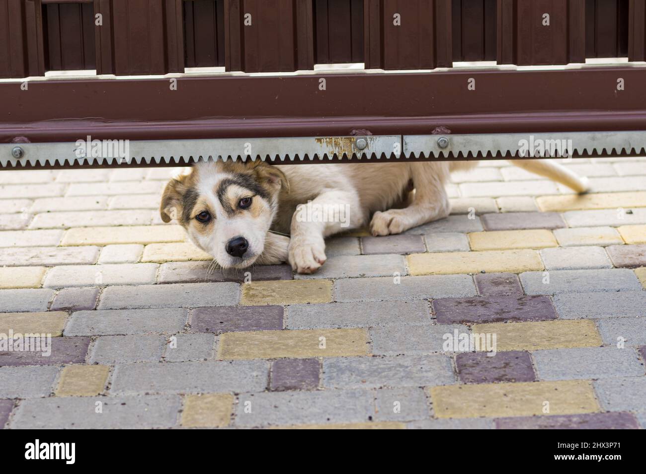 Stray puppy is trying to crawl under garden gate for to get in  to new home and family Stock Photo
