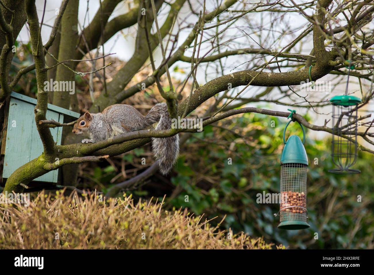 A grey squirrel in a West Yorkshire, England, UK garden with a bird nut