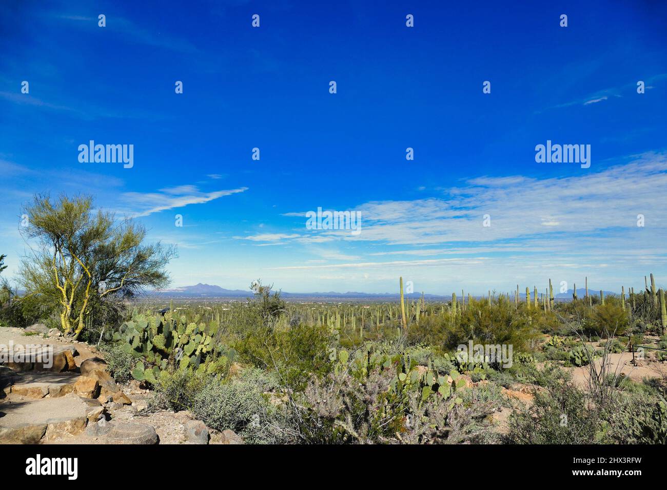 The Sonoran desert at Signal Hill in Saguaro National Park near Tucson, Arizona, USA. Saguaros, prickly pears and other desert vegetation. Stock Photo