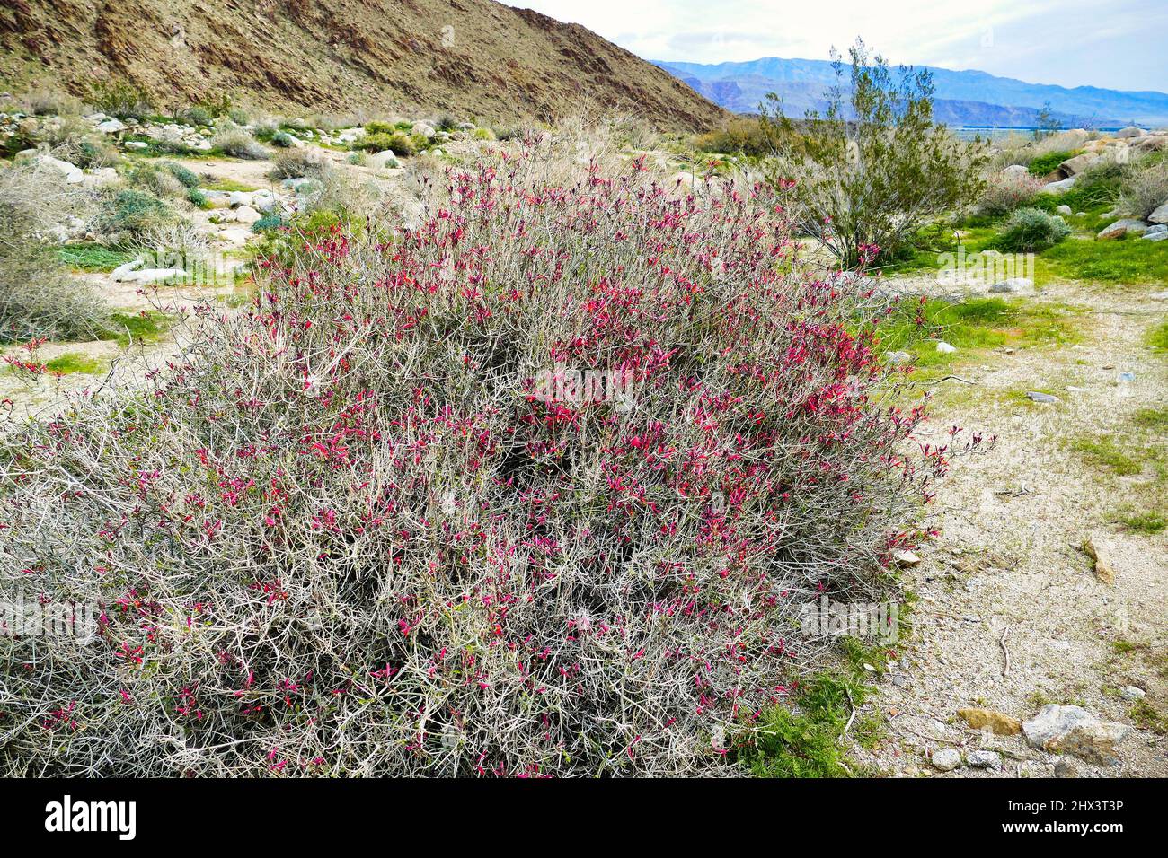 Blooming chuparosa (Justicia californica) in the Sonoran desert of Anza-Borrego, California, USA Stock Photo