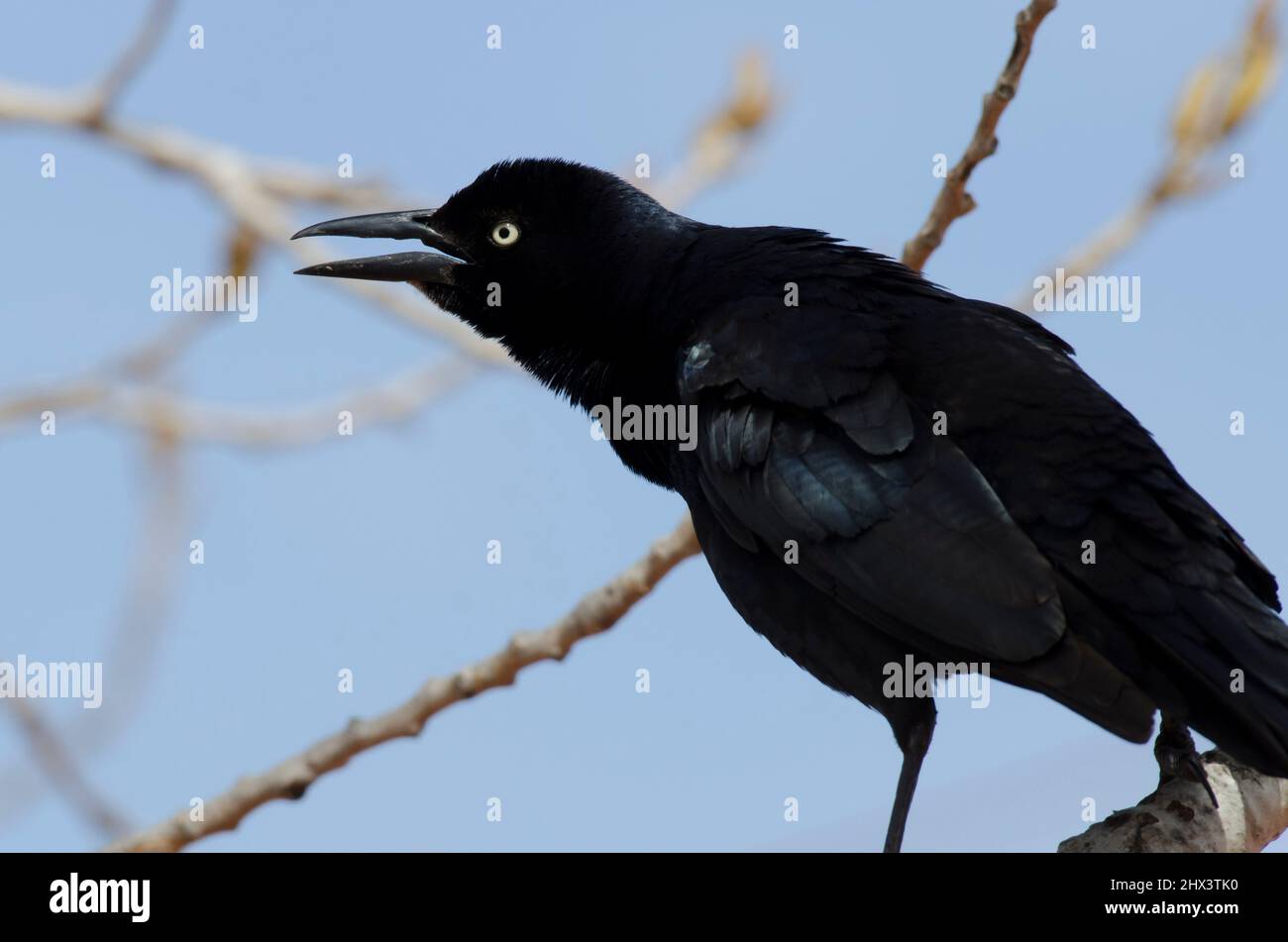 Great-tailed Grackle, Quiscalus mexicanus, male calling Stock Photo