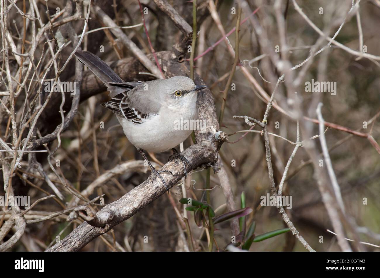 Northern Mockingbird, Mimus polyglottos Stock Photo - Alamy
