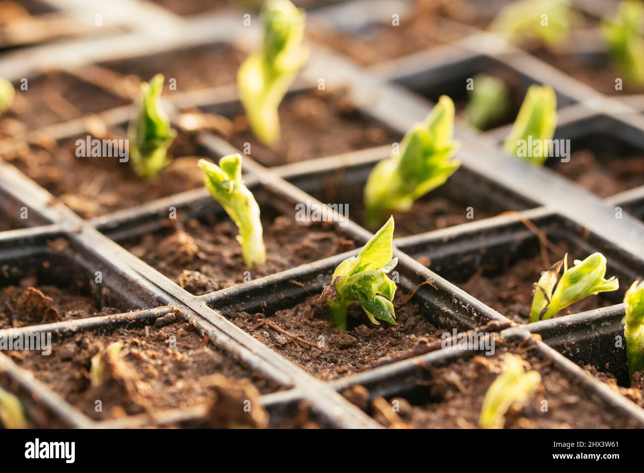 New foliage of broad bean seedlings in early spring. Stock Photo
