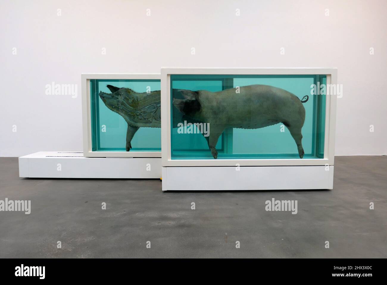 GAGOSIAN DAMIEN HIRST NATURAL HISTORY OPENING 10 MARCH 2022 . Damien ...