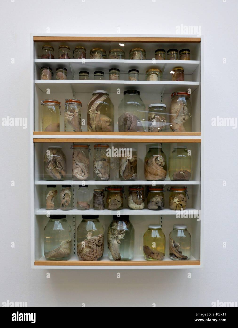 GAGOSIAN DAMIEN HIRST NATURAL HISTORY OPENING 10 MARCH 2022 . Damien ...