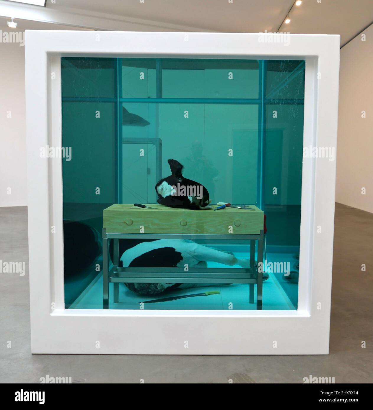 GAGOSIAN DAMIEN HIRST NATURAL HISTORY OPENING 10 MARCH 2022 . Damien ...