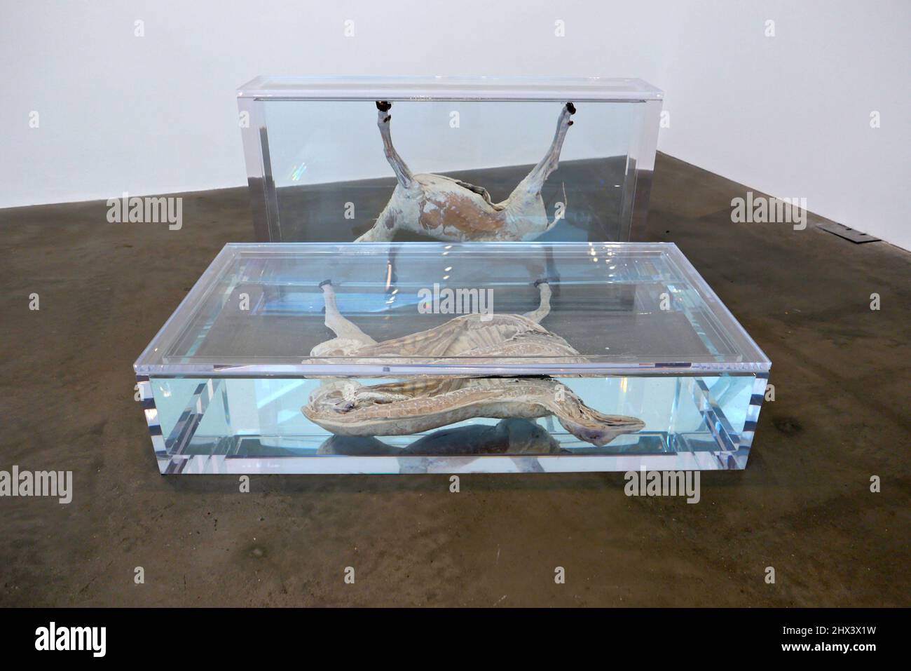 GAGOSIAN DAMIEN HIRST NATURAL HISTORY OPENING 10 MARCH 2022 . Damien ...