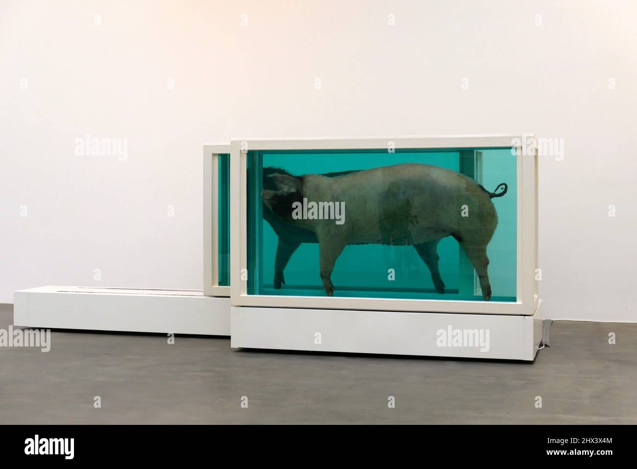 GAGOSIAN DAMIEN HIRST NATURAL HISTORY OPENING 10 MARCH 2022 . Damien ...