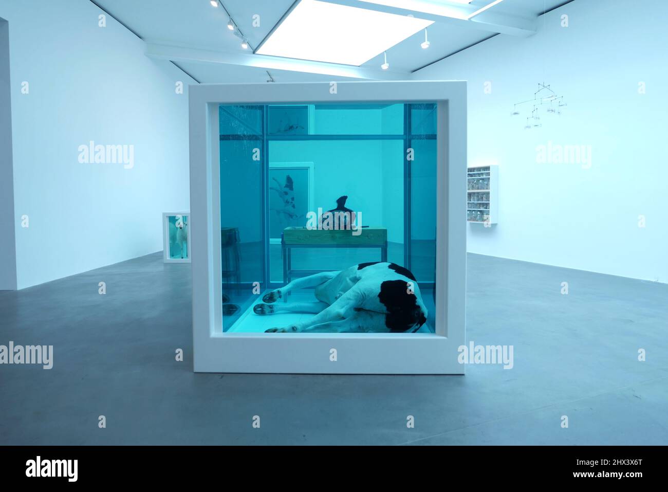 GAGOSIAN DAMIEN HIRST NATURAL HISTORY OPENING 10 MARCH 2022 . Damien ...
