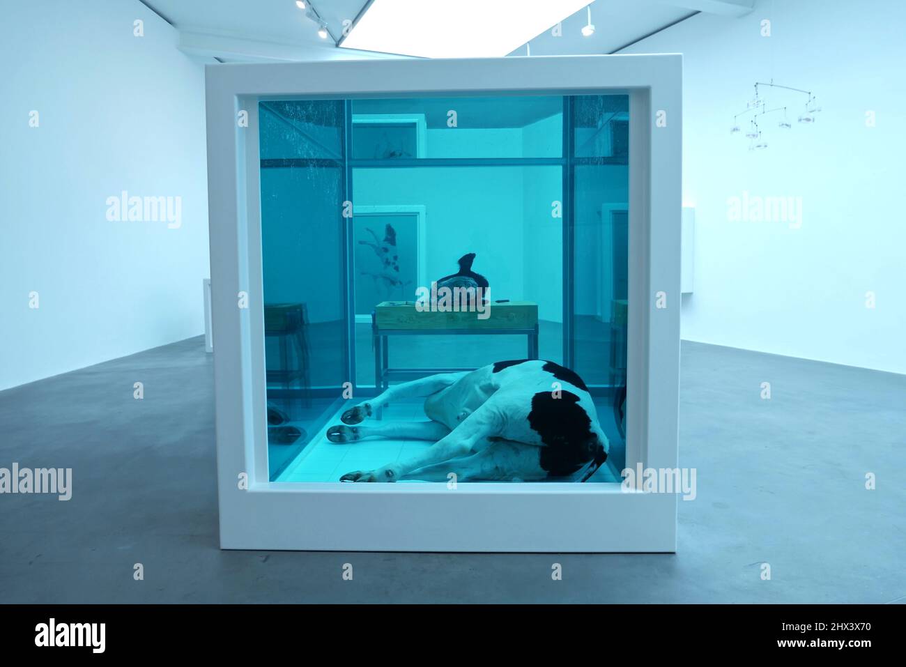GAGOSIAN DAMIEN HIRST NATURAL HISTORY OPENING 10 MARCH 2022 . Damien ...