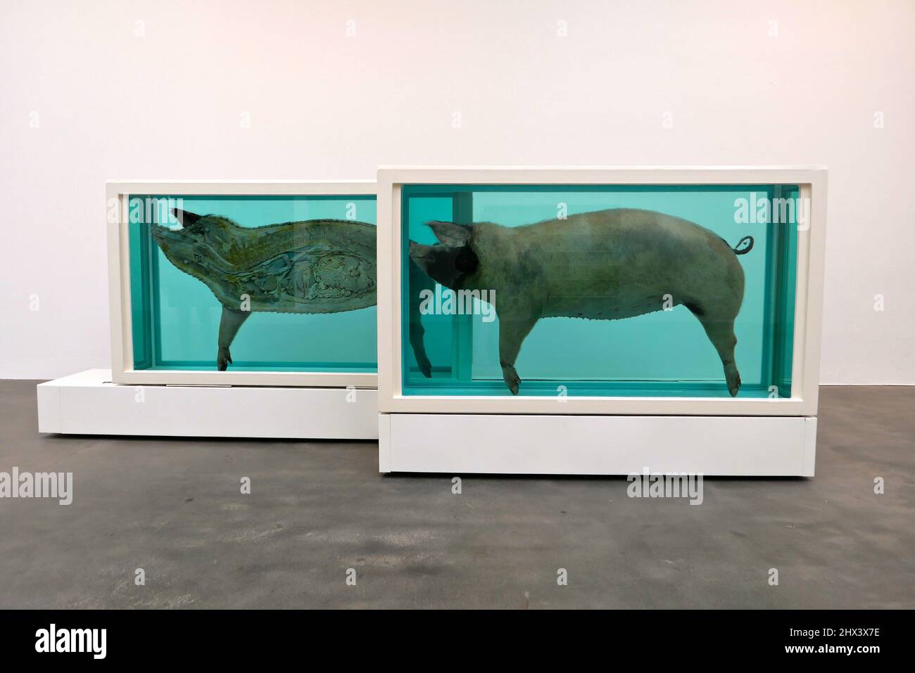 GAGOSIAN DAMIEN HIRST NATURAL HISTORY OPENING 10 MARCH 2022 . Damien ...
