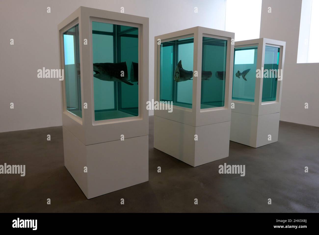 GAGOSIAN DAMIEN HIRST NATURAL HISTORY OPENING 10 MARCH 2022 . Damien ...