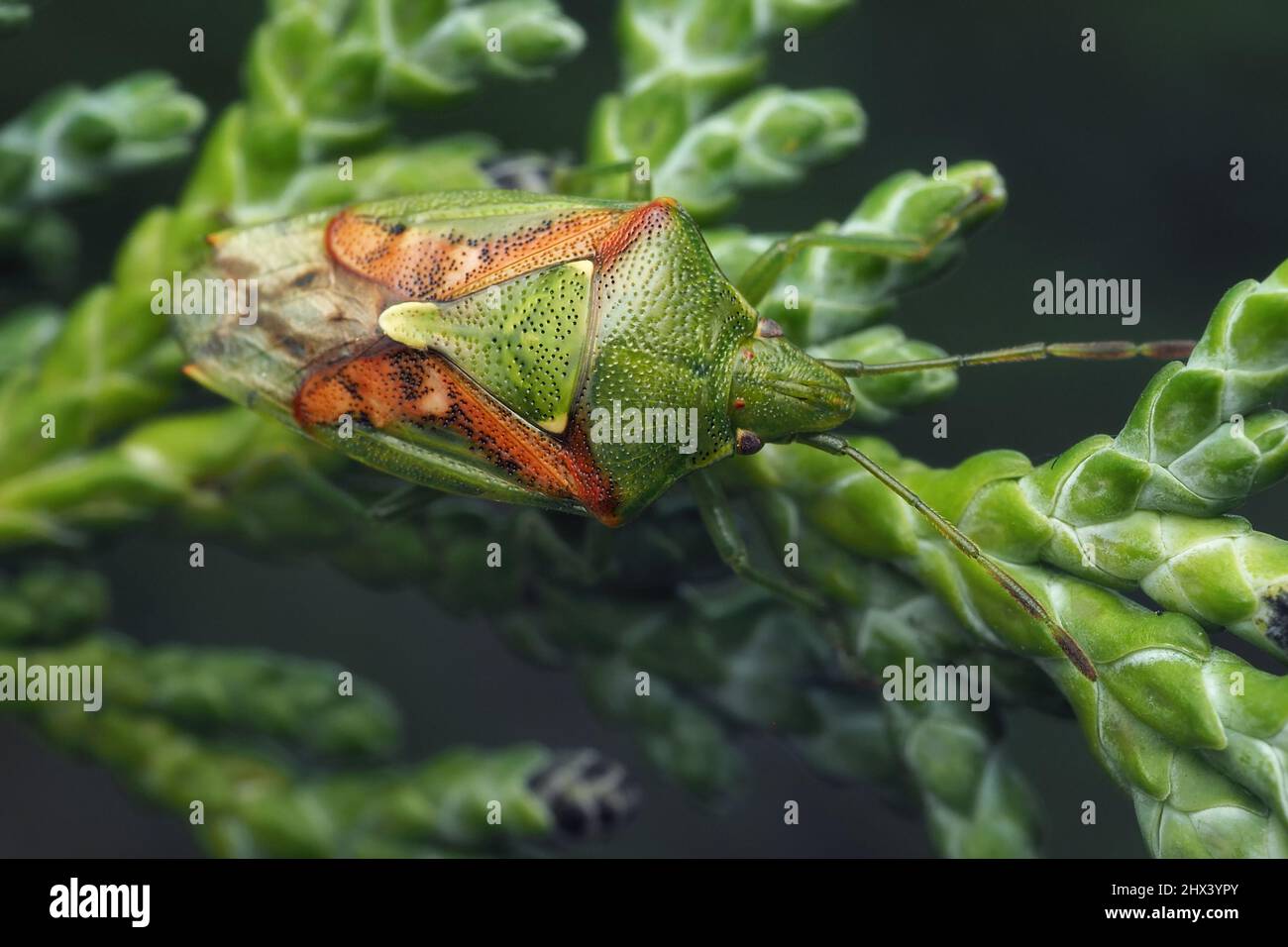 Juniper Shieldbug (Cyphostethus tristriatus) crawling on cypress branch. Tipperary, Ireland Stock Photo