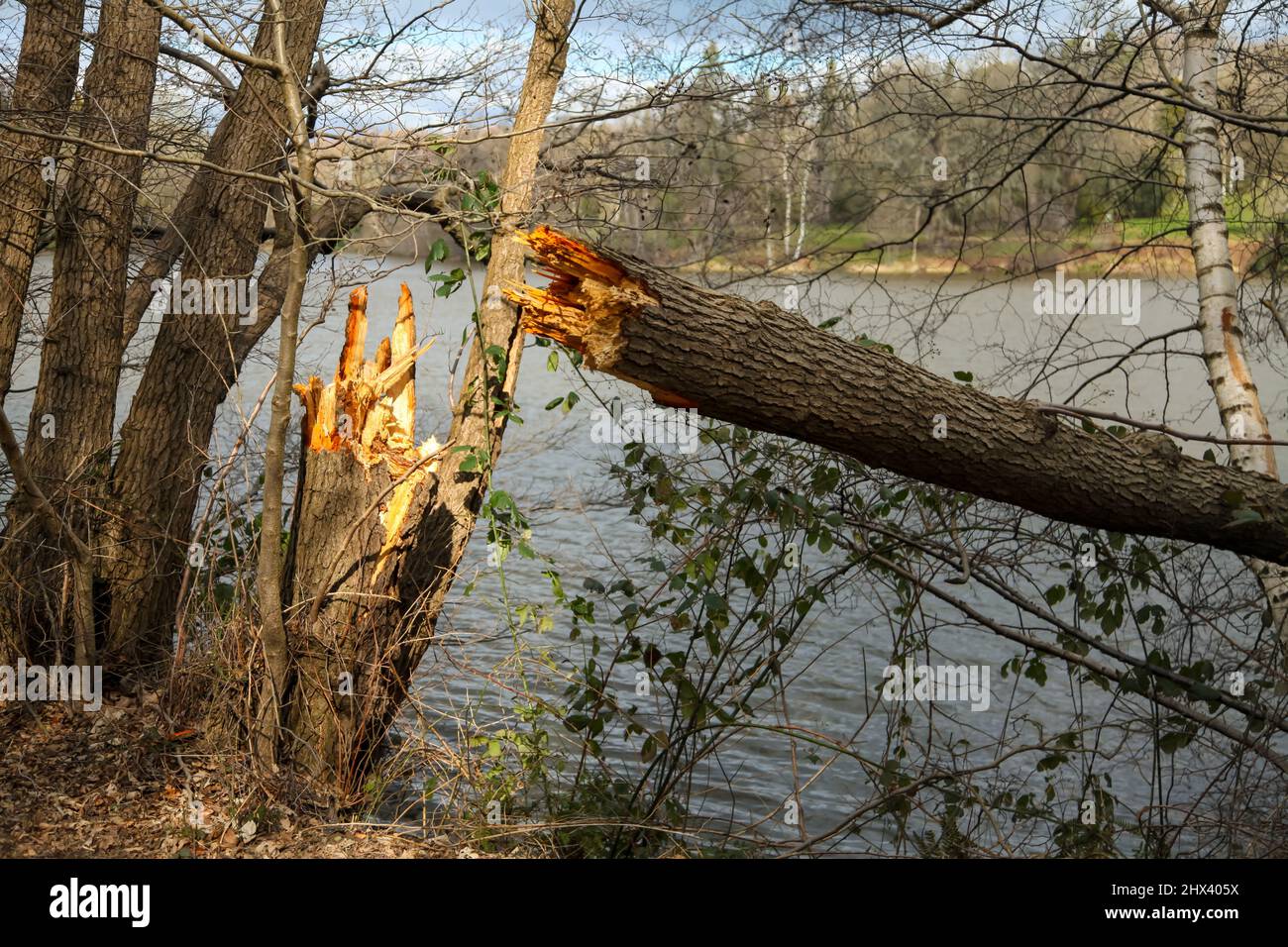 A broken tree trunk in aftermath of Storm Franklin, Virginia Water Lake, Windsor Great Park, Surrey, UK March 2022 Stock Photo