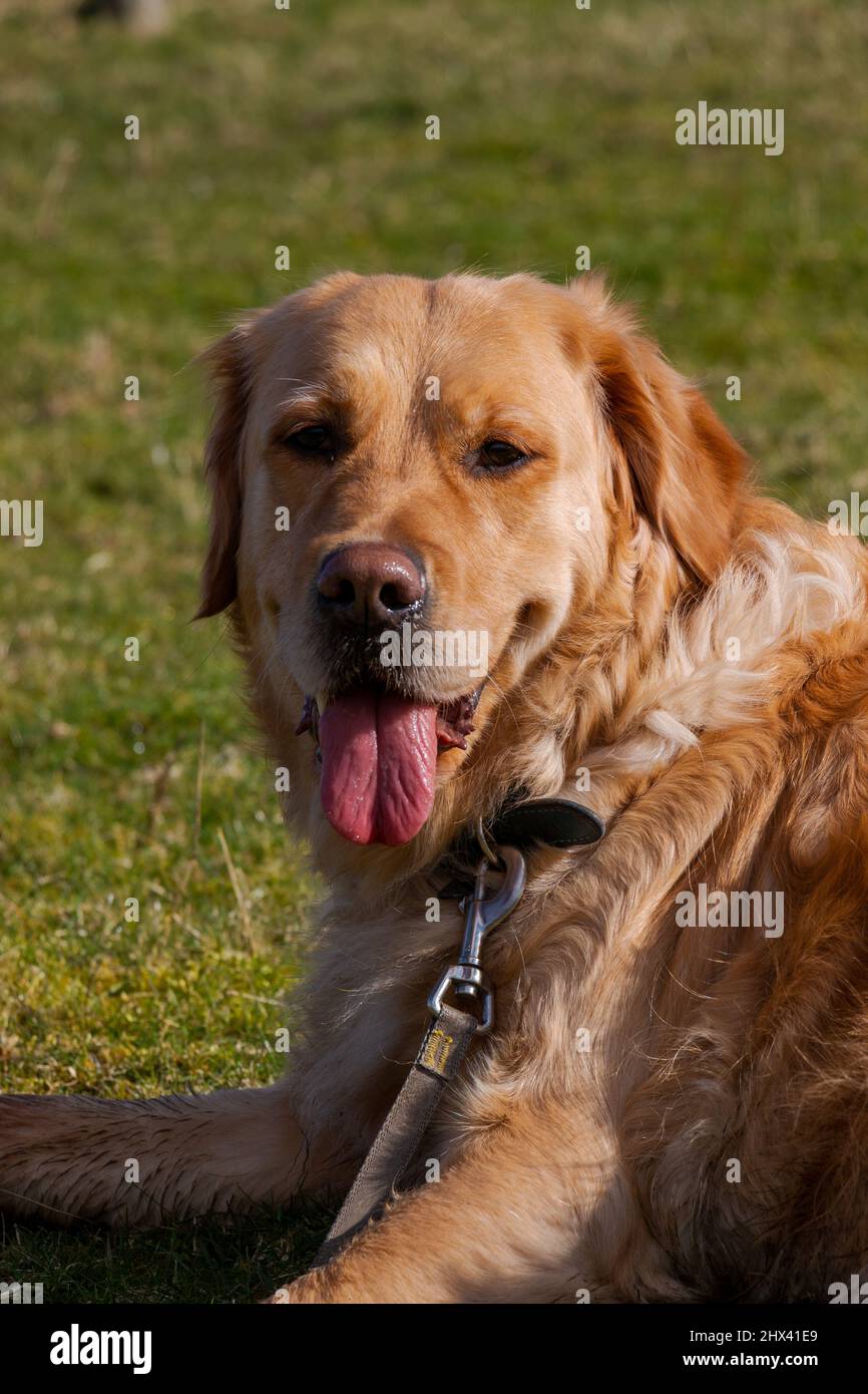 Golden retriever dog sat on the grass in a field resting after long walk panting gently Stock