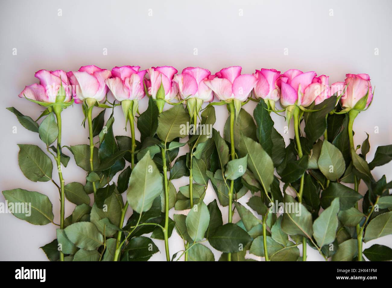 Bouquet of pink roses on white background. Flower background. Mothers Day, Wedding and Birthday concept. Stock Photo