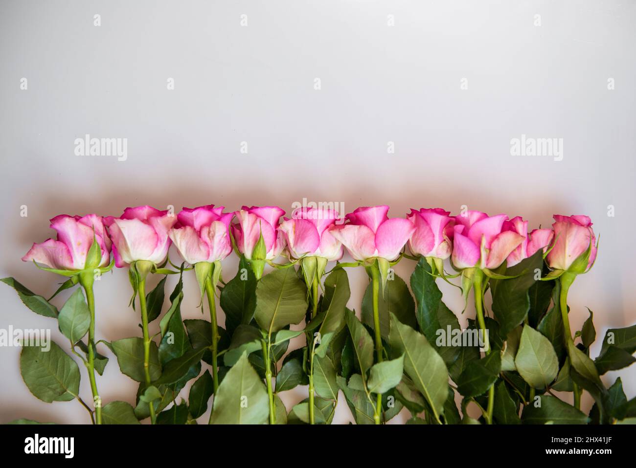 Bouquet of pink roses on white background. Flower background. Mothers Day, Wedding and Birthday concept. Stock Photo